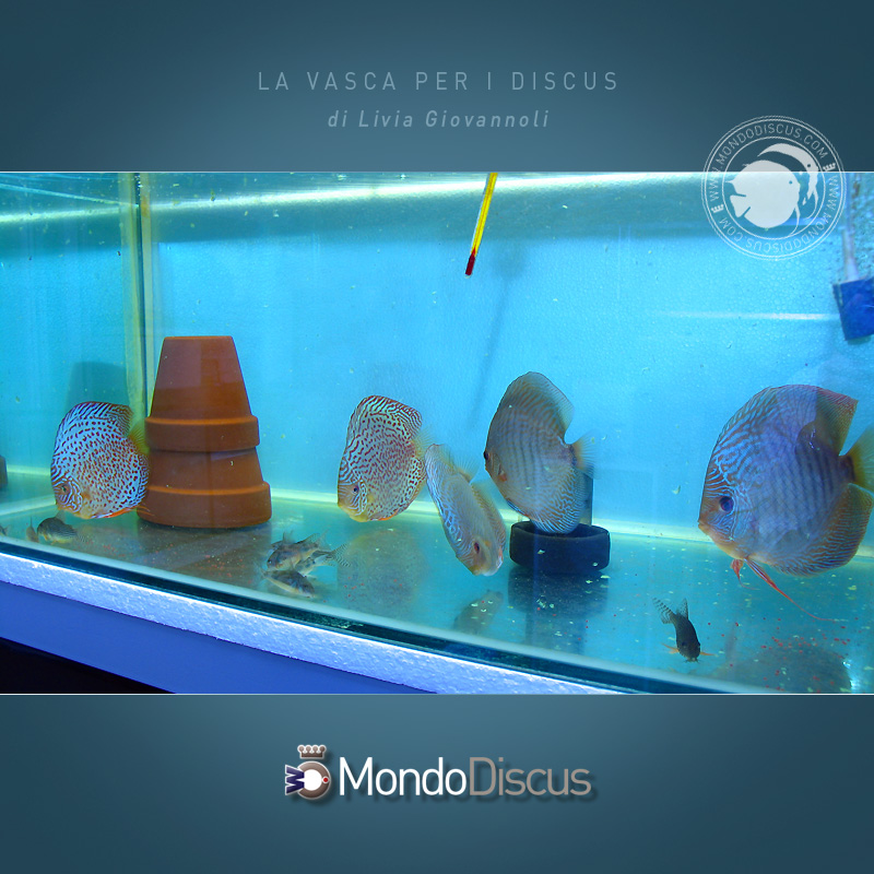 AquarioDiscus3