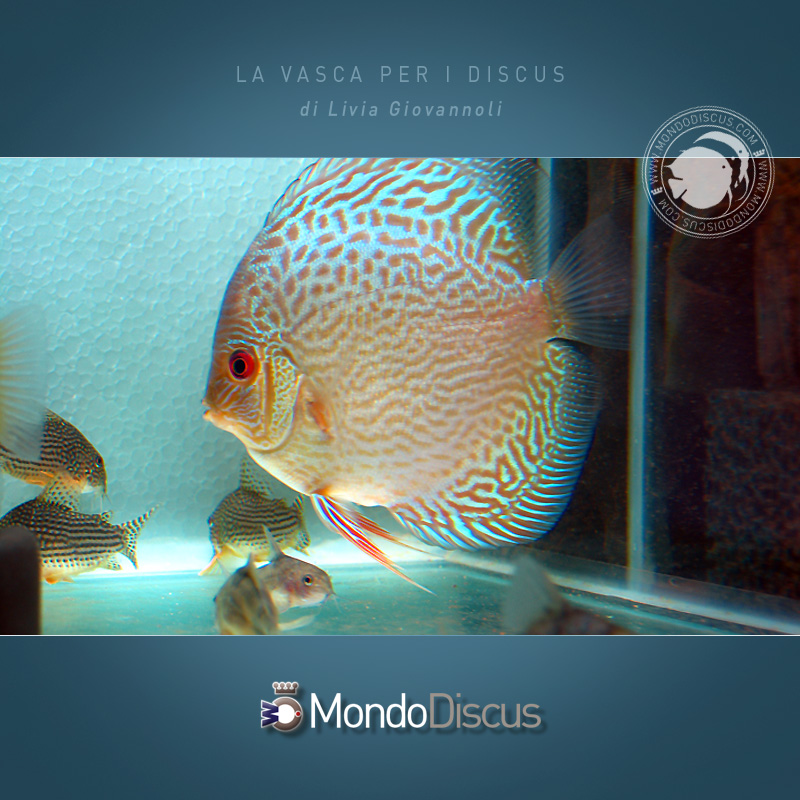 AquarioDiscus5