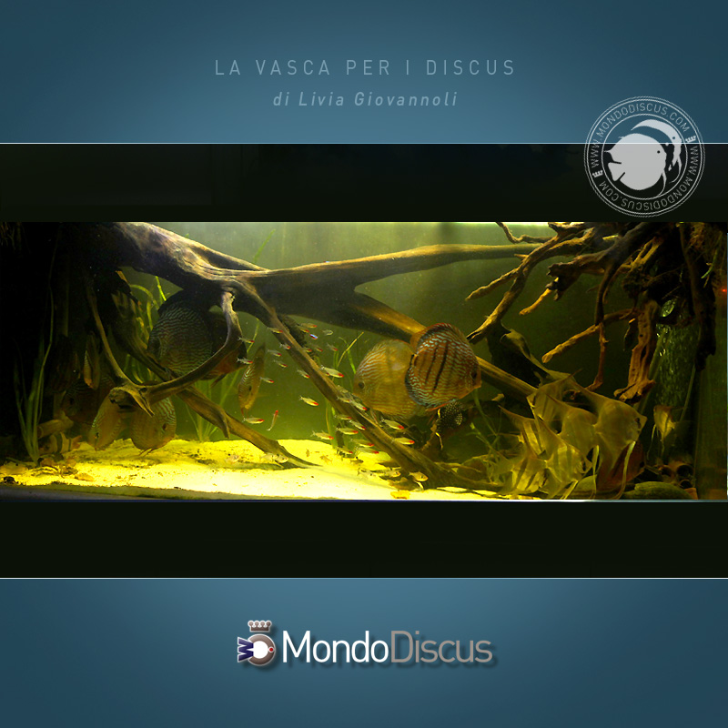 AquarioDiscus6