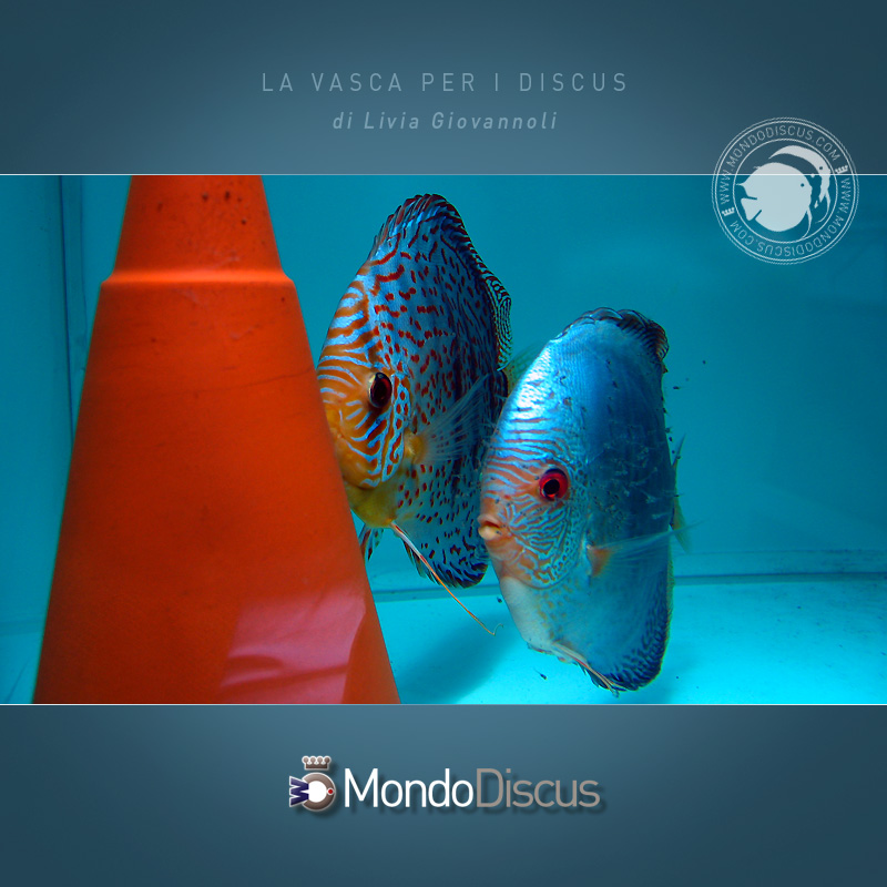 AquarioDiscus8