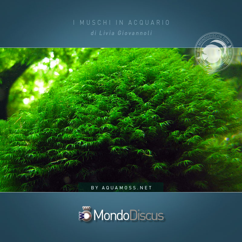 Fissidens-fontanus-08