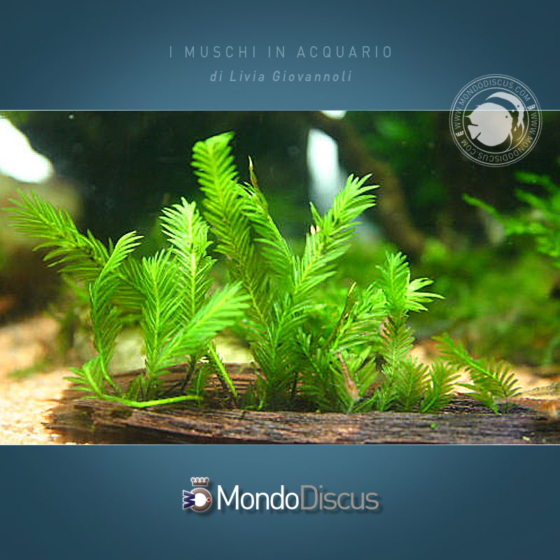 Fissidens_nobilis