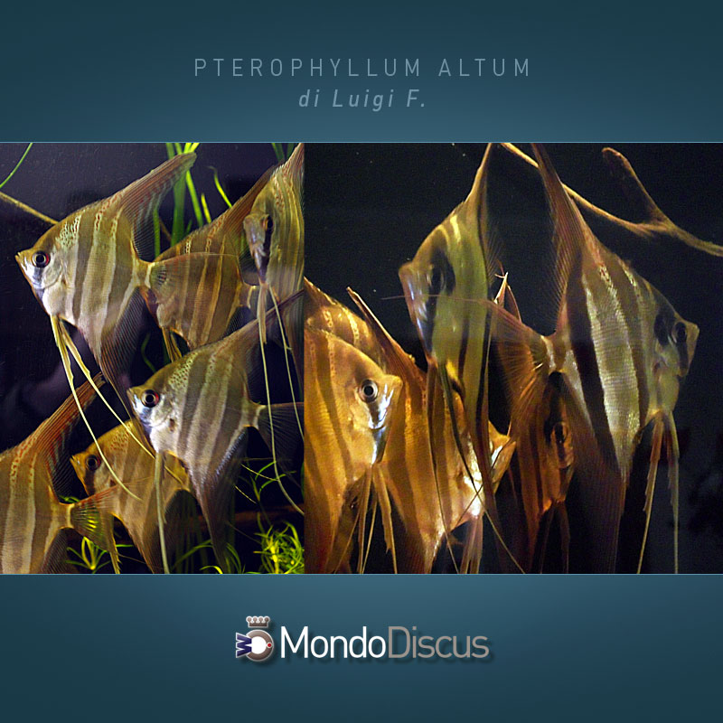 MasterArticoli-PterophyllumAltum1