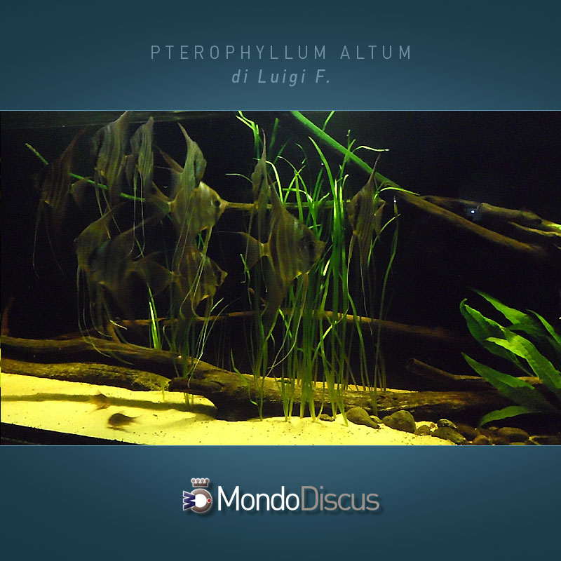 MasterArticoli-PterophyllumAltum10
