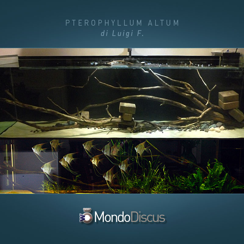 MasterArticoli-PterophyllumAltum11