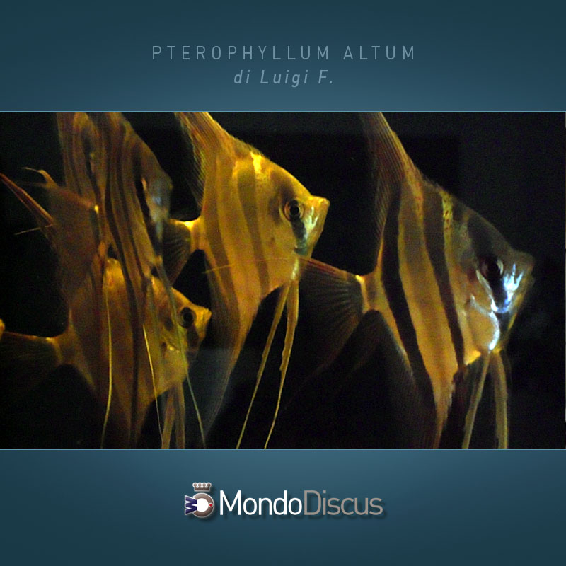 MasterArticoli-PterophyllumAltum2