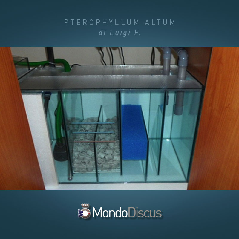 MasterArticoli-PterophyllumAltum5