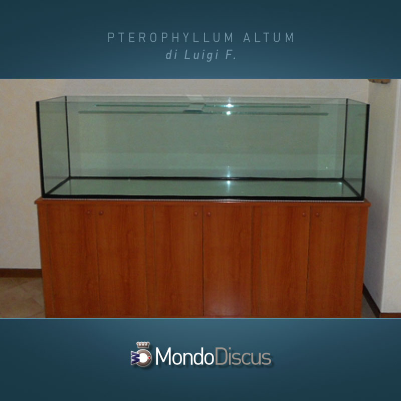 MasterArticoli-PterophyllumAltum6