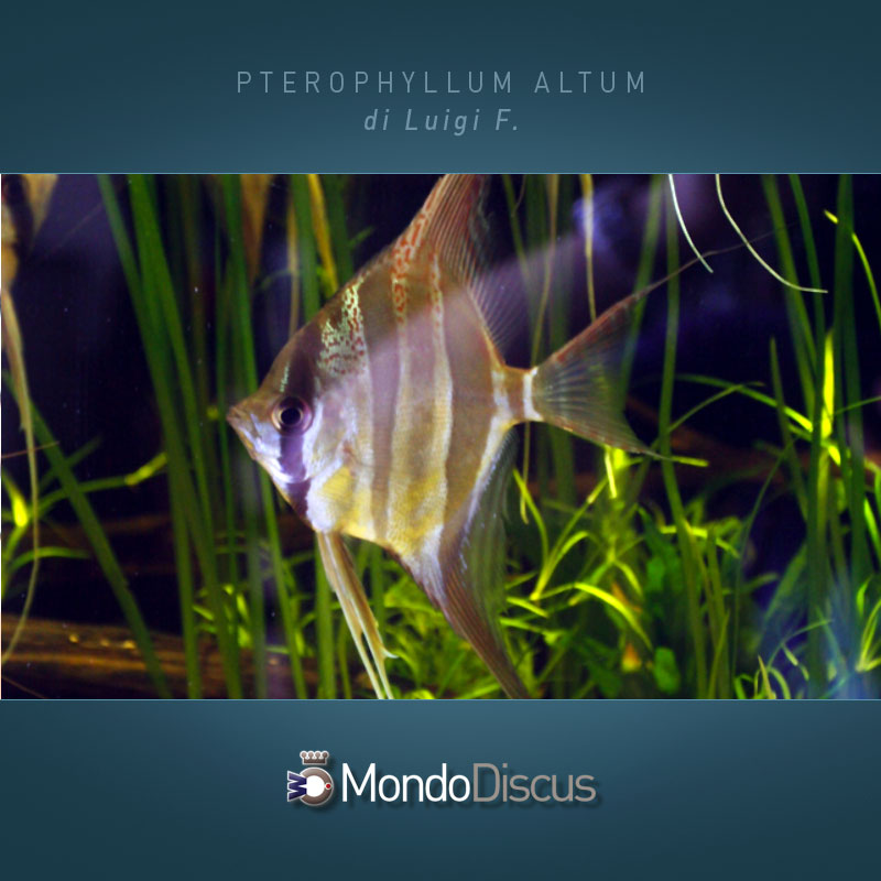 MasterArticoli-PterophyllumAltum7
