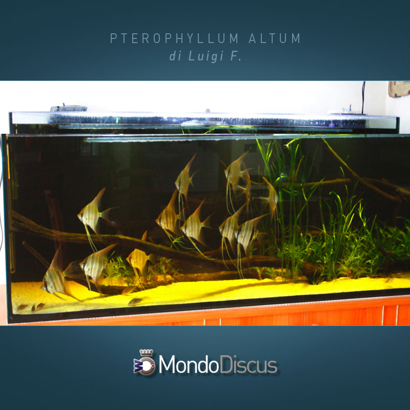 MasterArticoli-PterophyllumAltum8