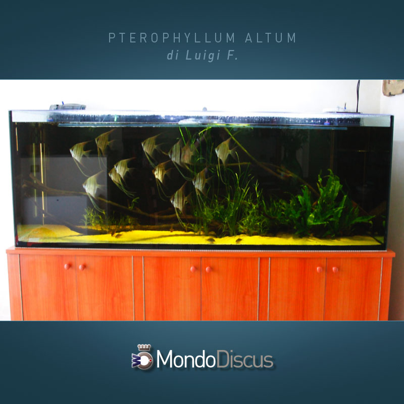 MasterArticoli-PterophyllumAltum9