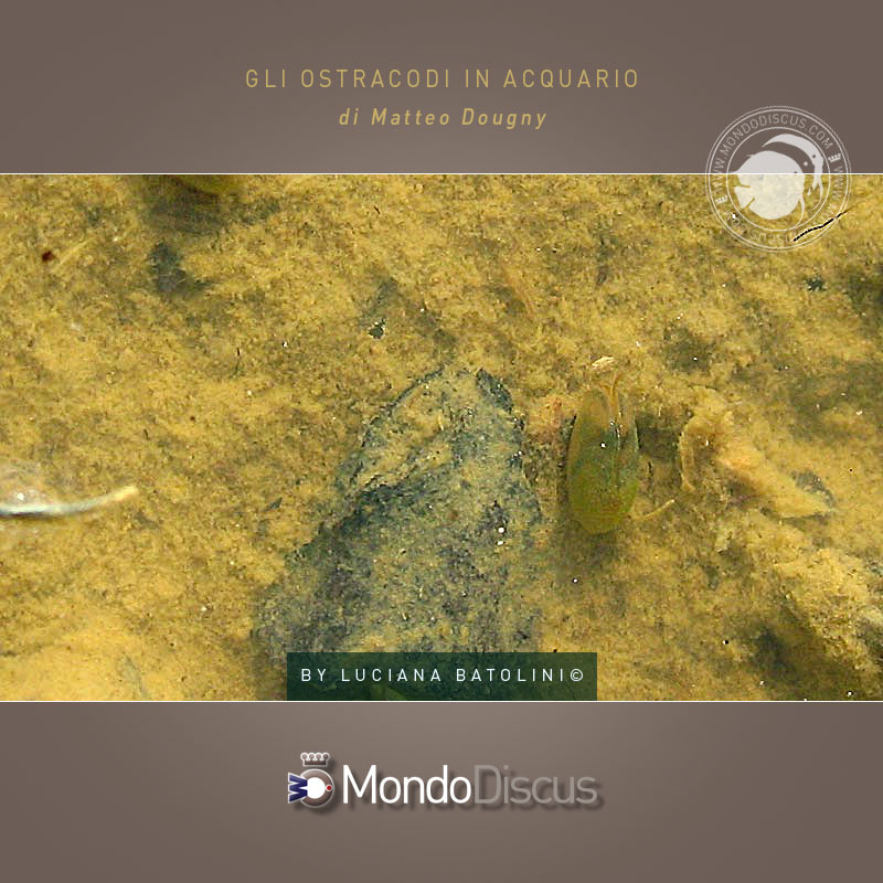 MasterArticoliOstracoda3