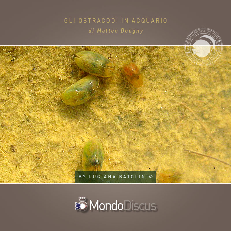 MasterArticoliOstracoda4