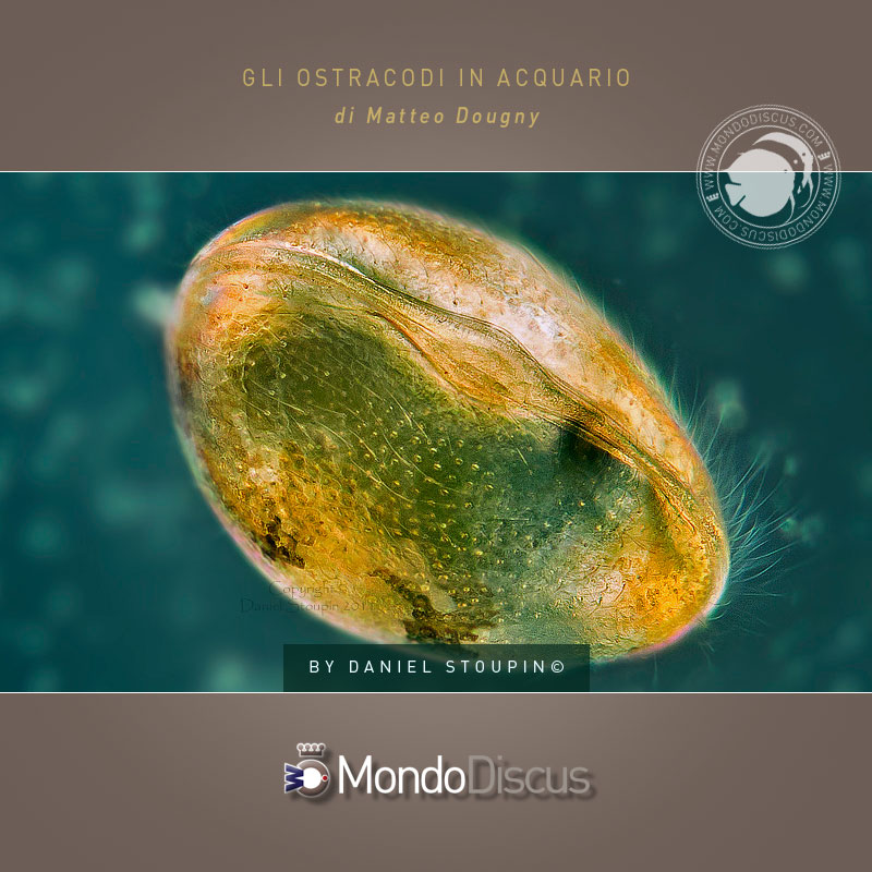 MasterArticoliOstracoda5