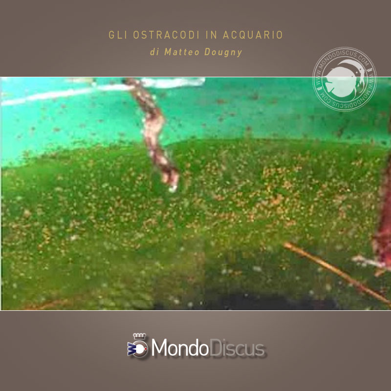 MasterArticoliOstracoda7