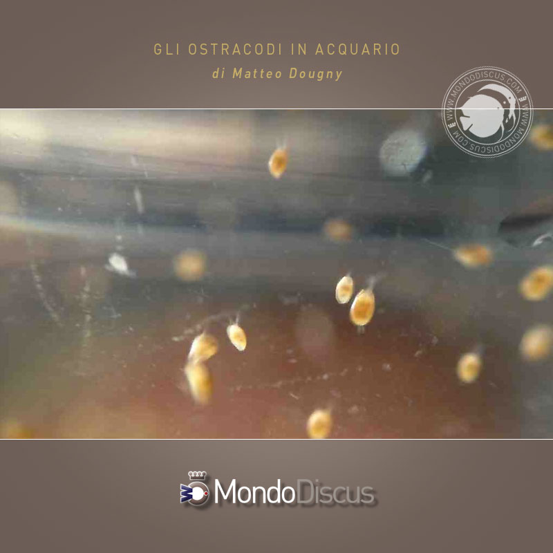 MasterArticoliOstracoda8