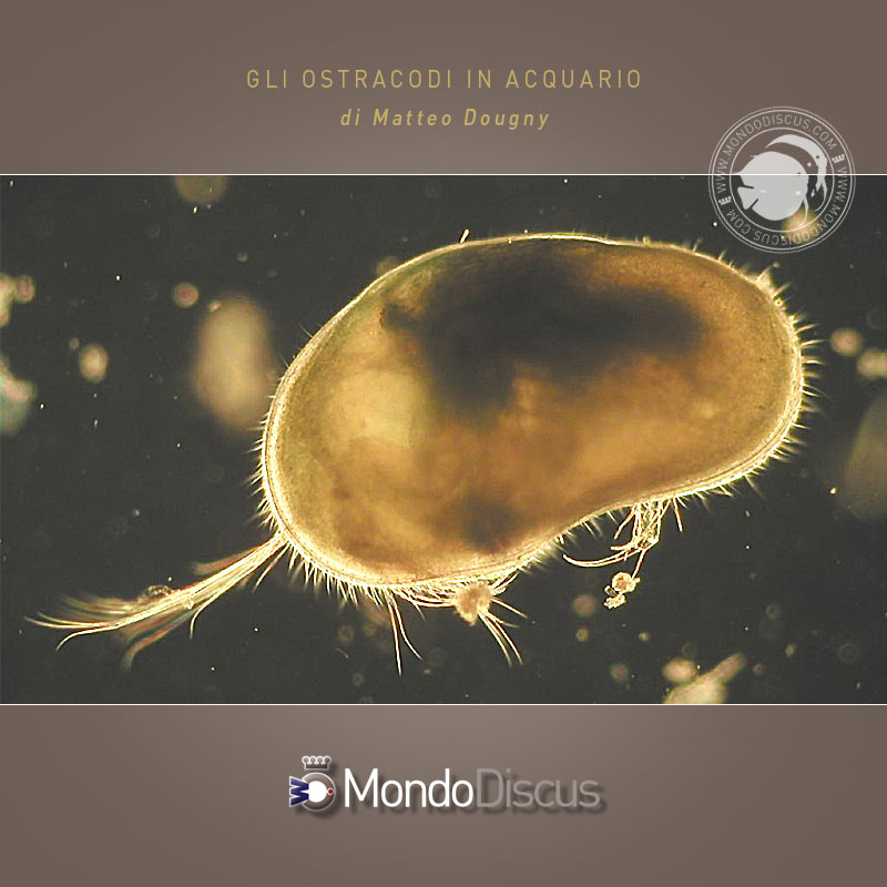 MasterArticoliOstracoda9