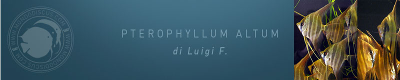 MasterArticoliTestataAltum