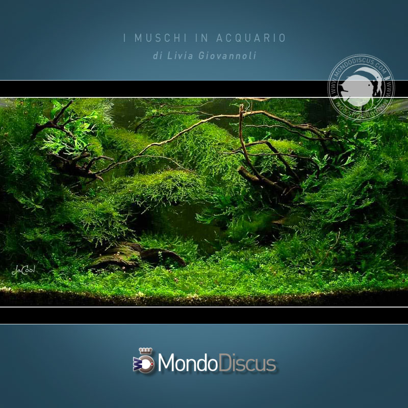 MossAquascape