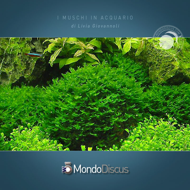 monosolenium-tenerum