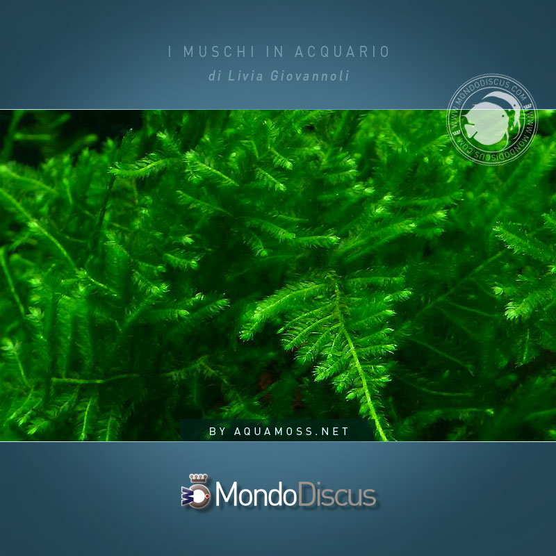 peacockmoss