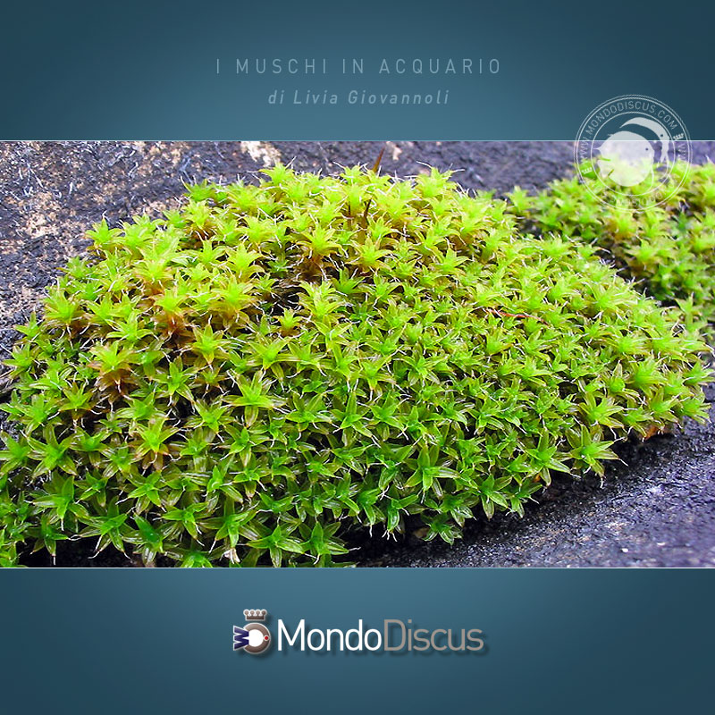 starmoss