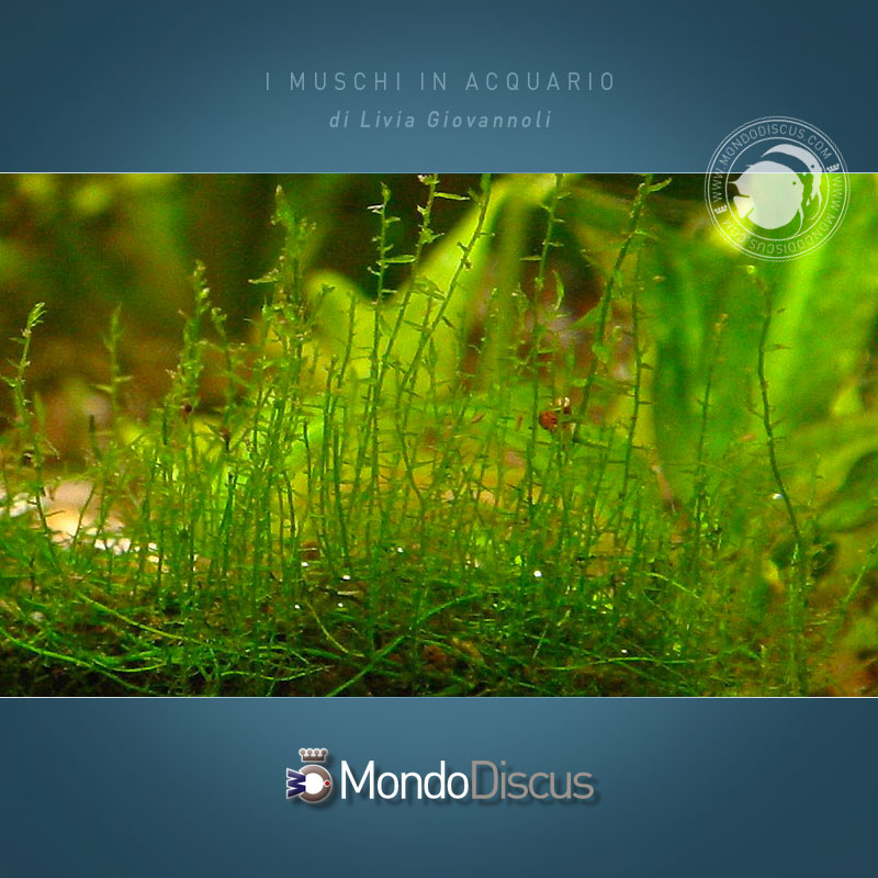 stringy-moss