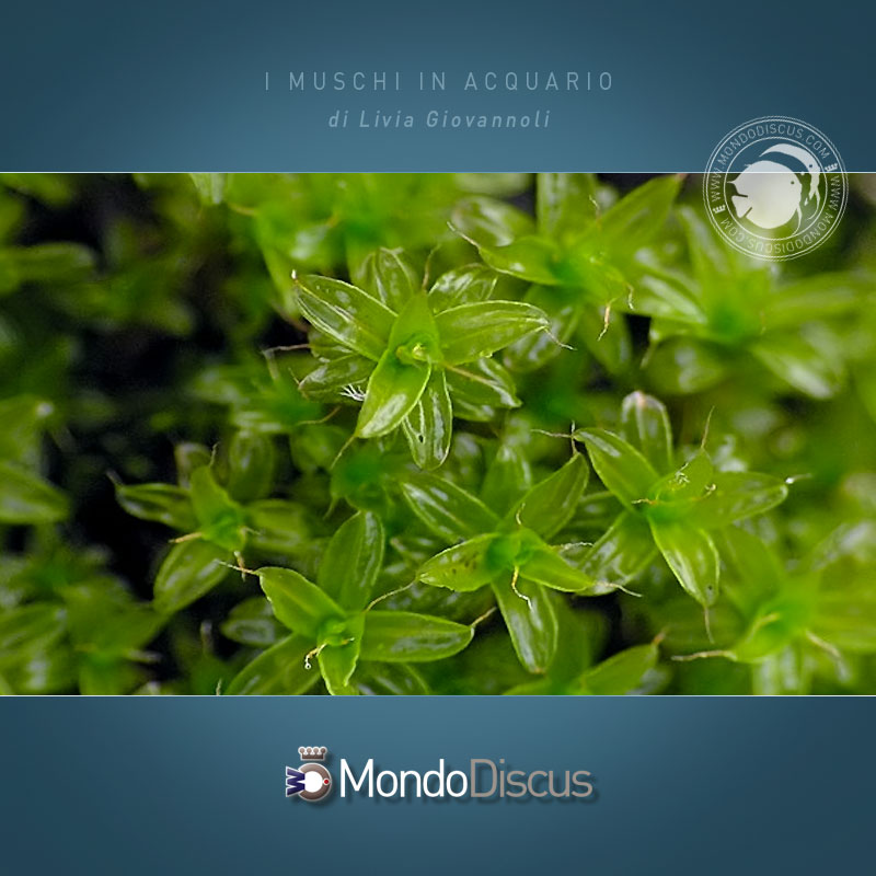 tortula_ruralis1b