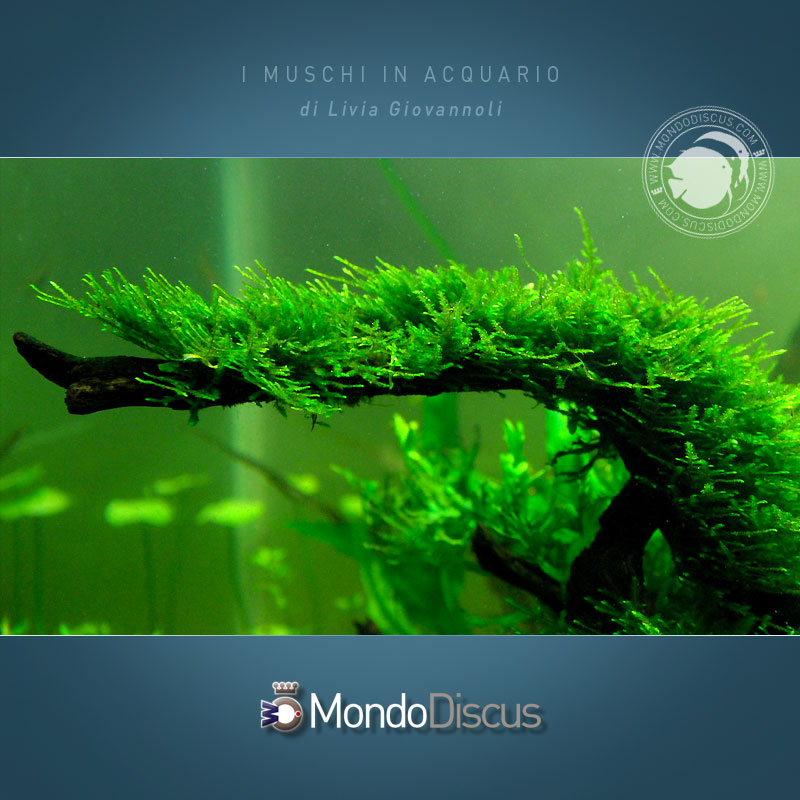 vescularia-montagnei